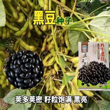 黑豆种子黑黄豆大田播种绿芯黑豆子农家自种黑小豆种