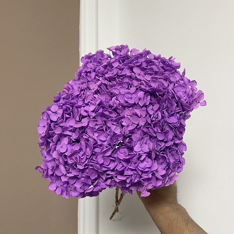 Yunnan Anna Hydrangea Flower Wholesale DIY Flower Preservation Flower Materiales de Regalo de Navidad