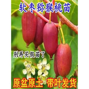 �t��ܛ���J���������ϱ����N���Ե����Ի��ڷ�ܛ���J���Ҙ����