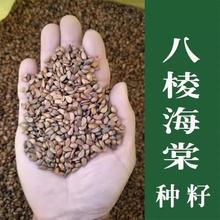 八棱海棠种子八棱海棠树种子海棠花种子海棠籽嫁接苹果砧林木种子