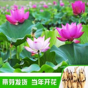 �����^�p�ɻ��Nʳ��ź��ɏź�N��������ɏɏź���Nֲ�ɻ���ɏ����