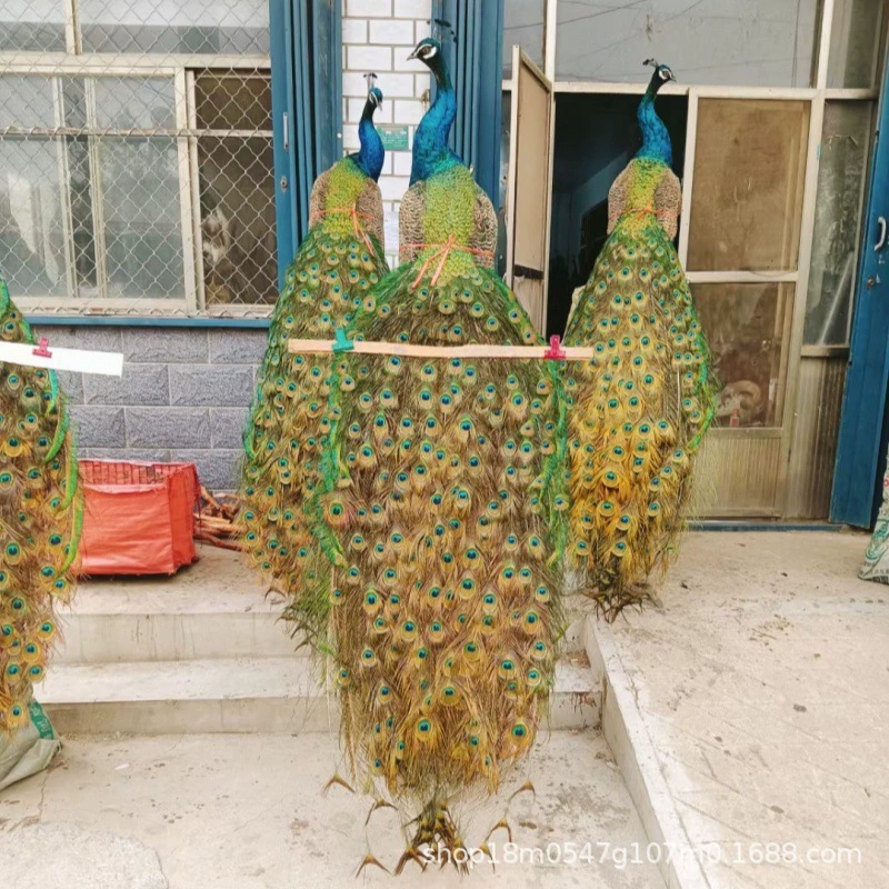 Симуляция; украшение офиса в гостиной; ремесла