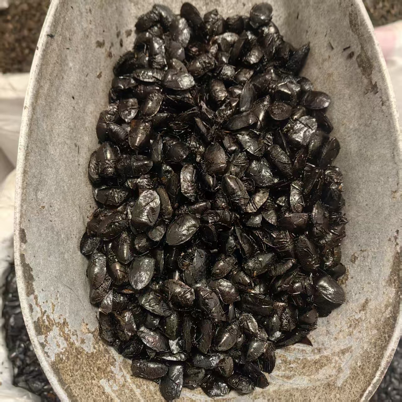Jiu Xiang Chong Dried Bug 500g Aspongopus chinensis Whole Insect TCM Herbal Ingredient Natural Sun Dried key features