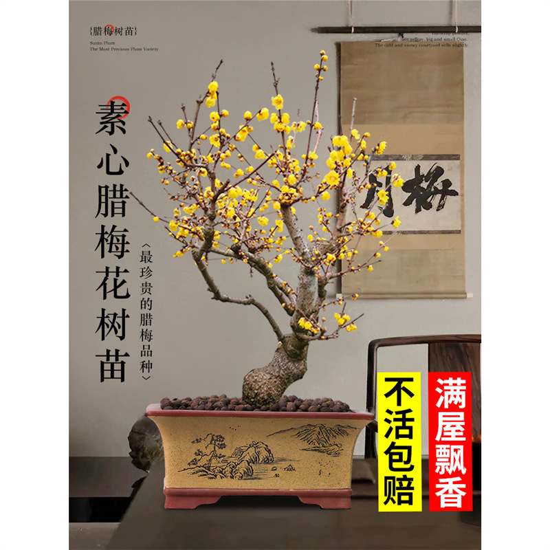 腊梅花树苗浓香素心腊梅盆栽老桩盆景地栽庭院室内外红梅花卉绿植