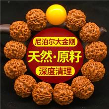 正宗尼泊尔大金刚菩提子五瓣六瓣暴肉双龙核桃文玩手串红黄皮男士