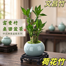 荷花竹盆栽花卉节节高桌面水培绿植好养文昌竹客厅富贵竹室内植物