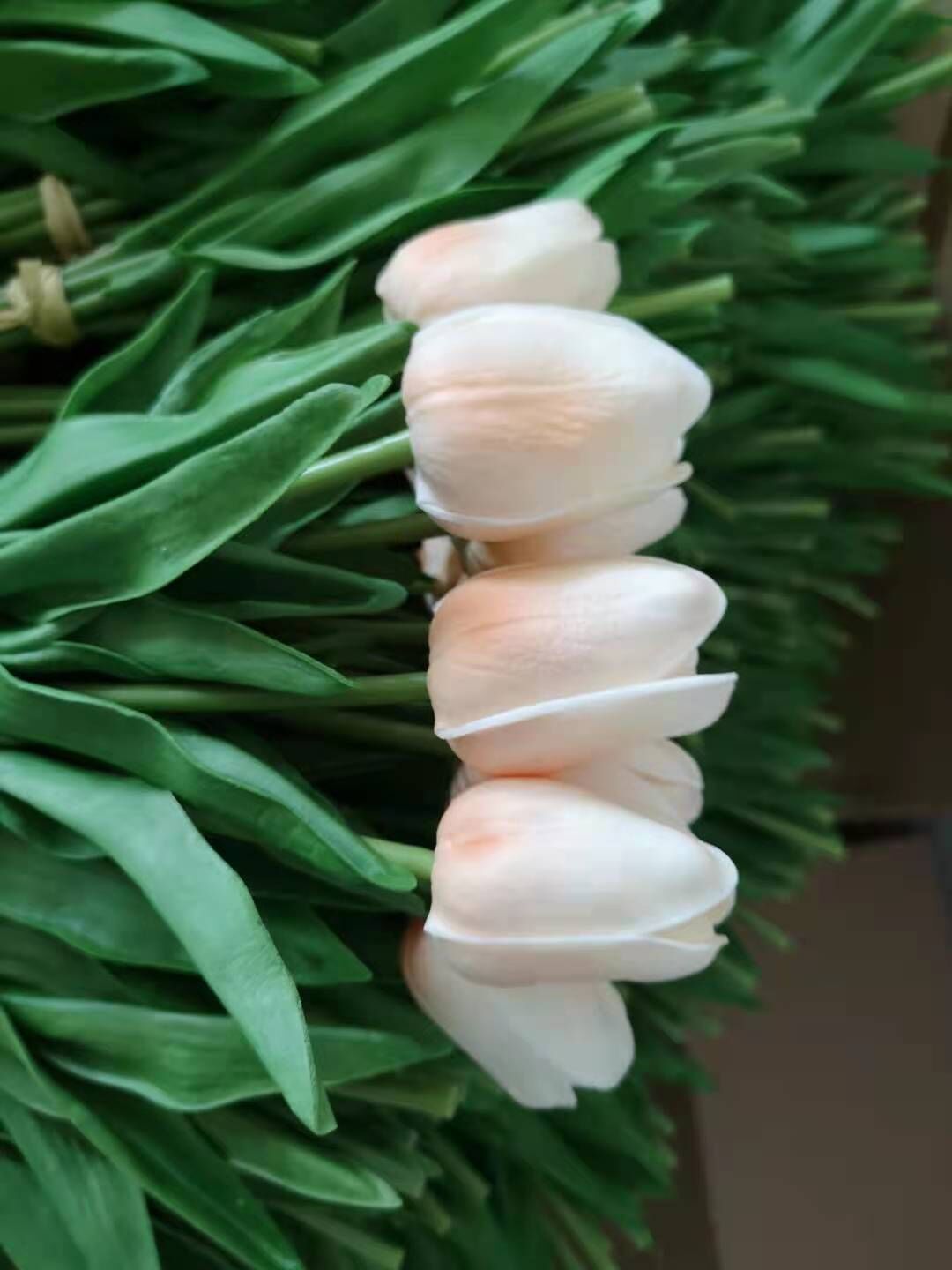 샴페인