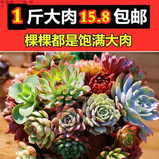 Succulent Succulent Wholesale Combination Potted Office Indoor Novice Succulent Plants Florals and Green Plants Direct Sales