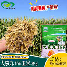 大京九156青贮玉米种子 农田基地播种作物粮饲兼用玉米棒子籽