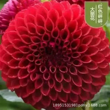 �ļ������ذ�󻨷N���ļ��_��ͥԺ�̨���Ի��ݷN���Ѵ������N��