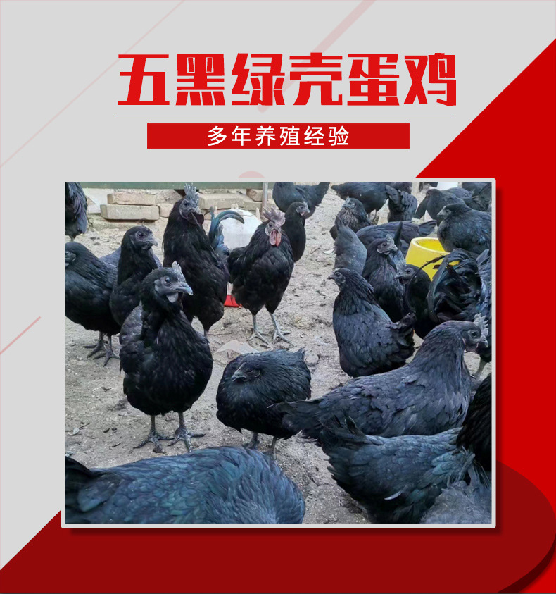 五黑绿壳蛋鸡-1_01.jpg