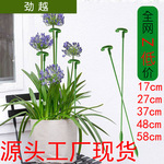 造型支撑杆多肉蝴蝶兰专用花架支架植物盆栽花卉固定防倒伏护叶架