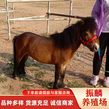 ���R����ʲôƷ�N�m�ϼ�ͥ�B���N�R��ͯ�T�˵Č����R�������