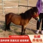 品种骑乘适合家庭矮马