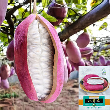 Ұ¹ϷNϹ¹ϘNͥԺֲʳˮըN