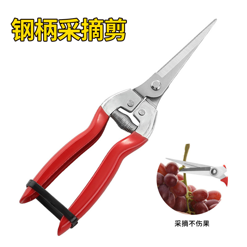 不锈钢园林园艺花艺剪摘果剪修枝剪稀果剪蔬果剪采果剪刀花卉嫁接