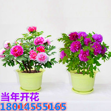 �pɫĵ���������� ĵ��С�� ��ɫĵ�������ϱ����NֲͥԺ�ļ��_��