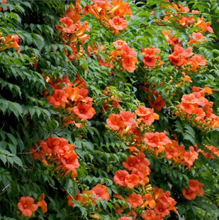 Supply of Lingxiao Flower Seedlings, Climbing Florals, Lingxiao Seedlings, Garden Climbing Plants, Lingxiao Complete Specifications