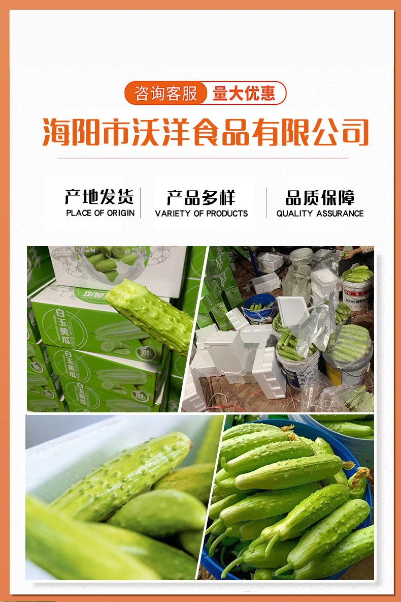 黄瓜_01