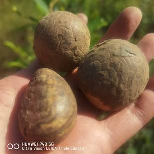 ��������������ɢ�����l�����ִ����Ѱ����̹�ˇԭ����Ȼ