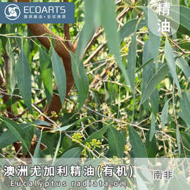 澳洲尤加利精油 南非进口精油原料化妆品原料雅琪精油原料批发
