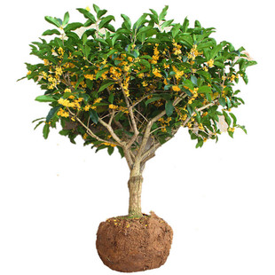 𻨘绨҃ͥԺGֲBļ_³