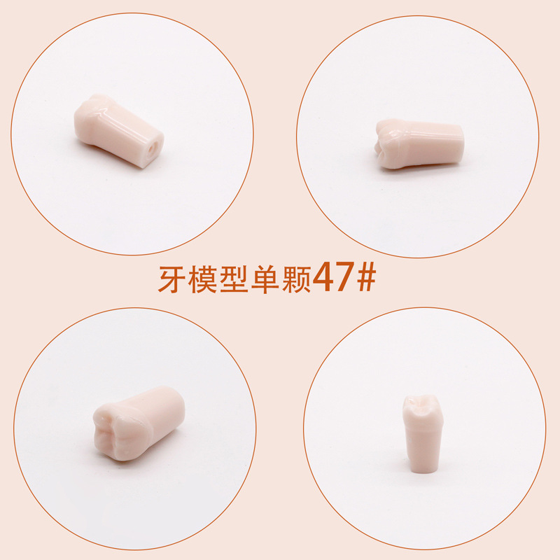 Práctica dental resina de partículas dentales dispersa simulación de partículas dentales de resina dientes aislados dientes enteros 28 / 32 partículas dentales