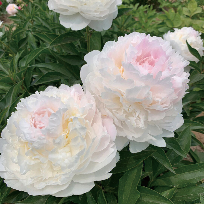 重瓣芍药花苗带芽种根四季开花阳台盆栽庭院鲜花观赏牡丹花卉植物