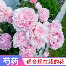 芍药根块带芽种根牡丹花根球当年开花室内庭院绿植盆栽耐寒易养