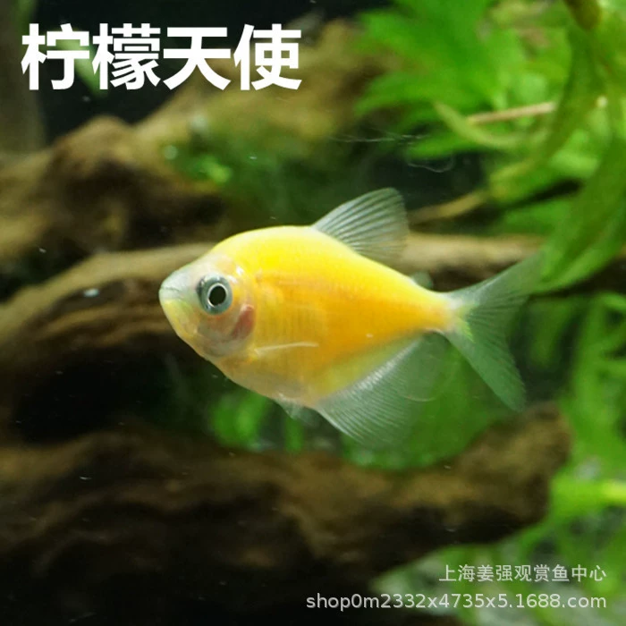 Ангел Рыба Красочные Рыбы Лимон Зеленое Яблоко Лимон Желтый Зеленый Тигр Фонарь Рыба Павлин Зебра Маленькие Тропические Часы