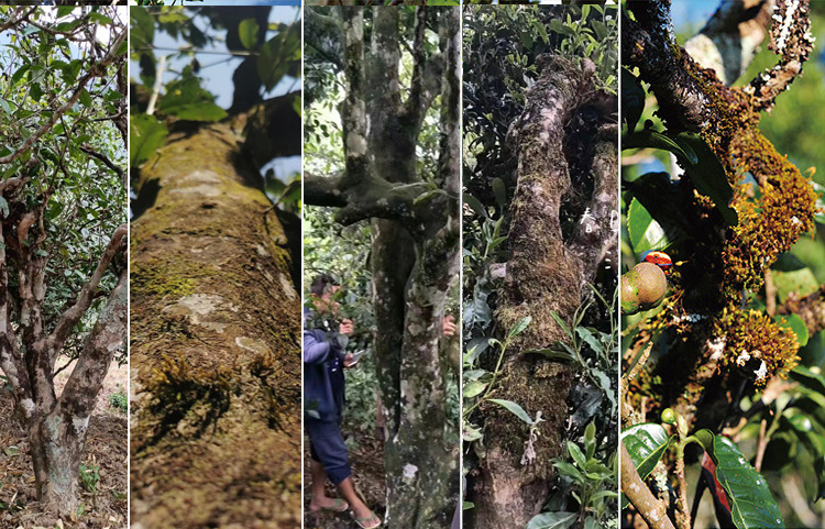 視頻號詳情_r5_c1