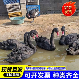 脱温黑天鹅多少钱一只 景区观赏黑天鹅活体 养殖场出售租赁黑天鹅