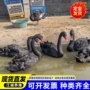 租赁多少景区活体黑天鹅