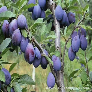 �޽��S��ڲ���������ڲ��ʘ����ش�ܛ���ϱ��Nֲ����Y��������