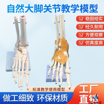 11:joint Model simulation human body joint function Foot Model teaching train Dedicated Skeleton Model