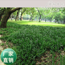批发多年生宿根花卉新采麦冬草种子沿阶草玉龙草种子四季常青草籽