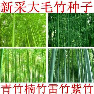 大型毛竹种子 青竹苗籽 楠竹刚竹种子 四季竹子 雷竹食用竹笋种子-阿里巴巴