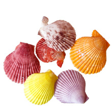 水族箱鱼缸装饰海螺贝壳卷贝鱼寄居蟹壳工艺品制作材料造景摆件