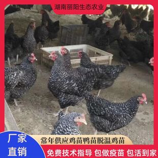 ���J���u�����������һ���gС�u��ëë�u���оG�����u���S���u��