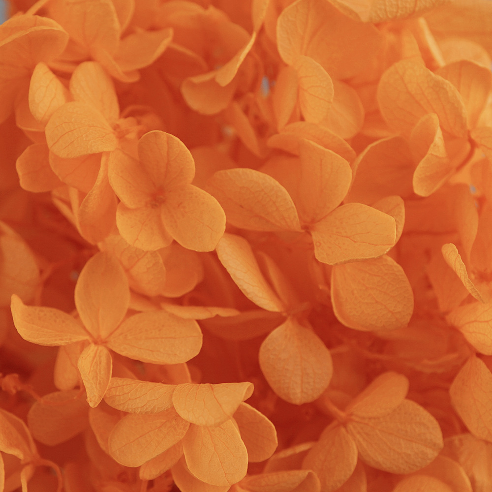 Hortensia de madera naranja - 20 g/caja