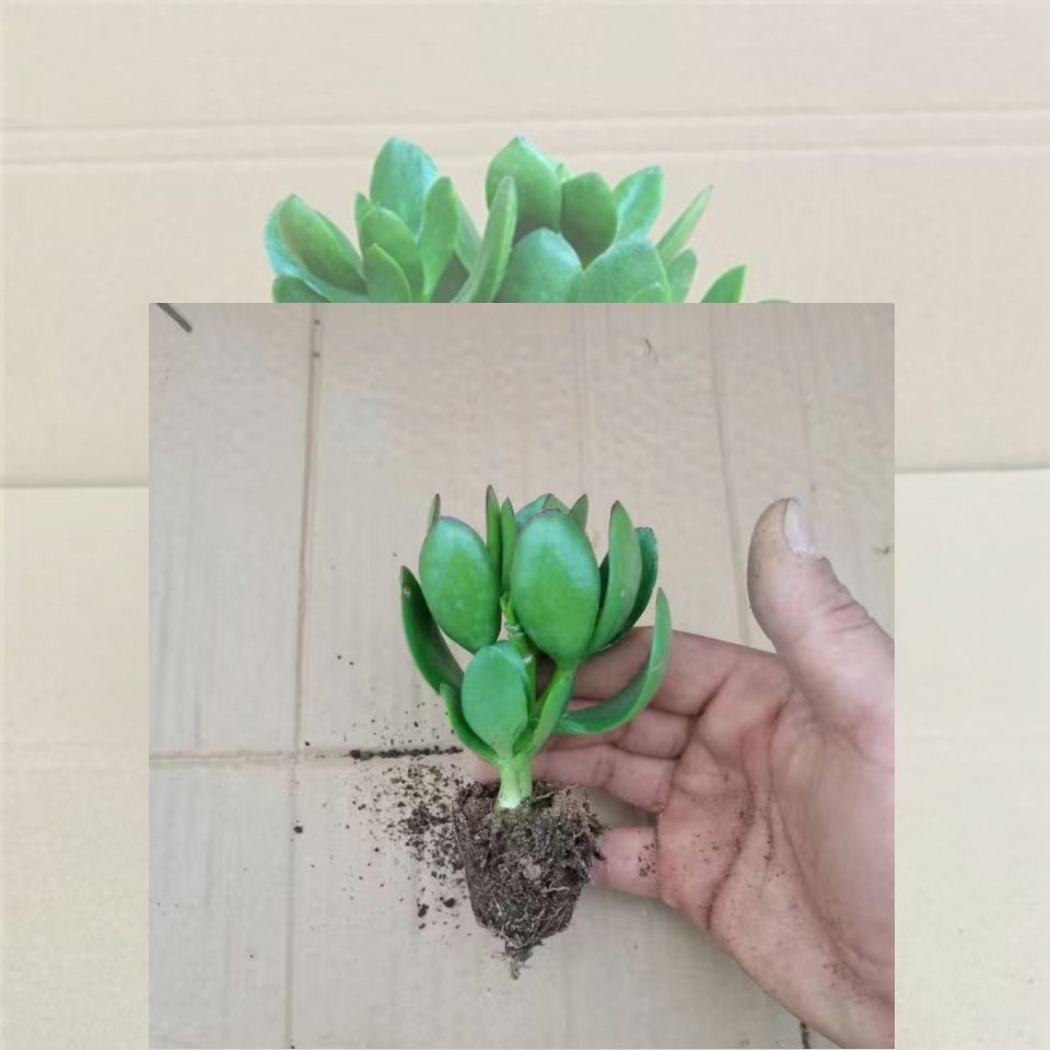 10cm 녹색잎 옥 묘목 1인분