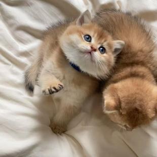 Ӣ�̌���؈��u��؈����؈���w�y�u�ӽ��c�y�c��؈�̻���С؈