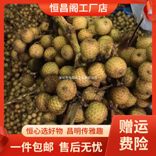 厂家包邮海南星月菩提子原籽原料佛珠同枝毛料带皮