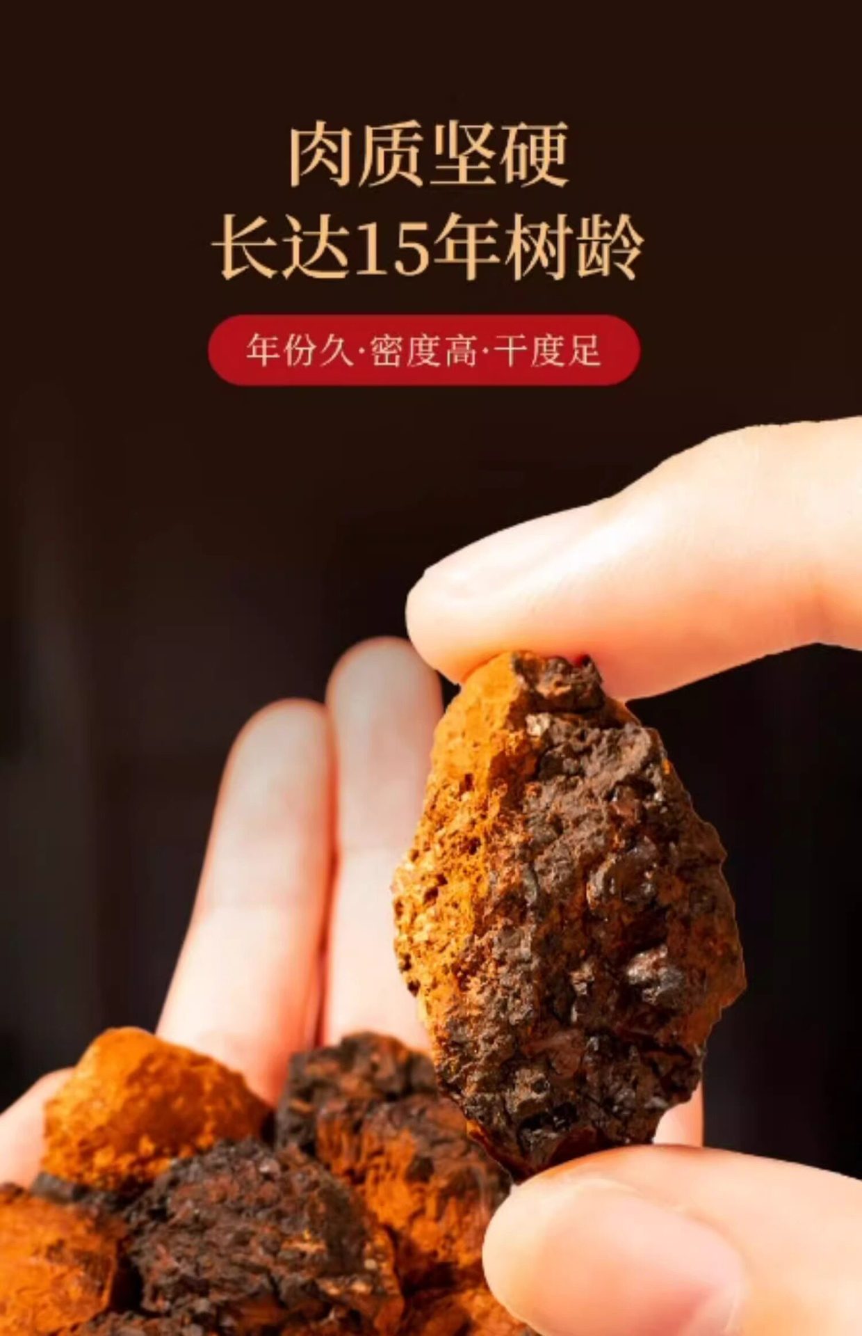 Wild Birch Chaga Mushroom 1000g Natural Sun Dried Siberian Inonotus obliquus for Decoction and Tea in use