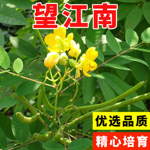 Wangjiangnan Wild Cassia Seeds, Snake Repellent Grass Seeds, Phoenix Grass Potted Seedlings, Wangjiangnan Seed Flowers