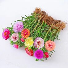 �M���ذ�̫ꖻ����������Ի�ɫ�����ļ��_��ֲ���҃��̨ͥԺ����