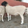 常年育肥杜泊养殖肉羊