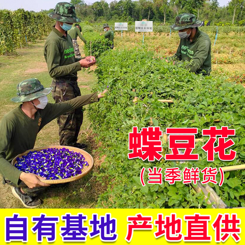 蝶豆花 蓝蝴蝶 云南产地直供 蓝蝴蝶花茶 大货批发21年新货|ms
