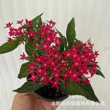 ���ǻ����ǻ������绨���L�҃�ͥԺ���@��·�ݻ�����ֲ��