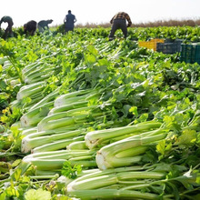 ͺ͟᡿۷N߲۲ļNݸ۲@Nֲ߲